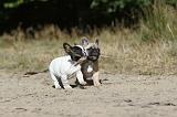 BOULEDOGUE FRANCAIS 151